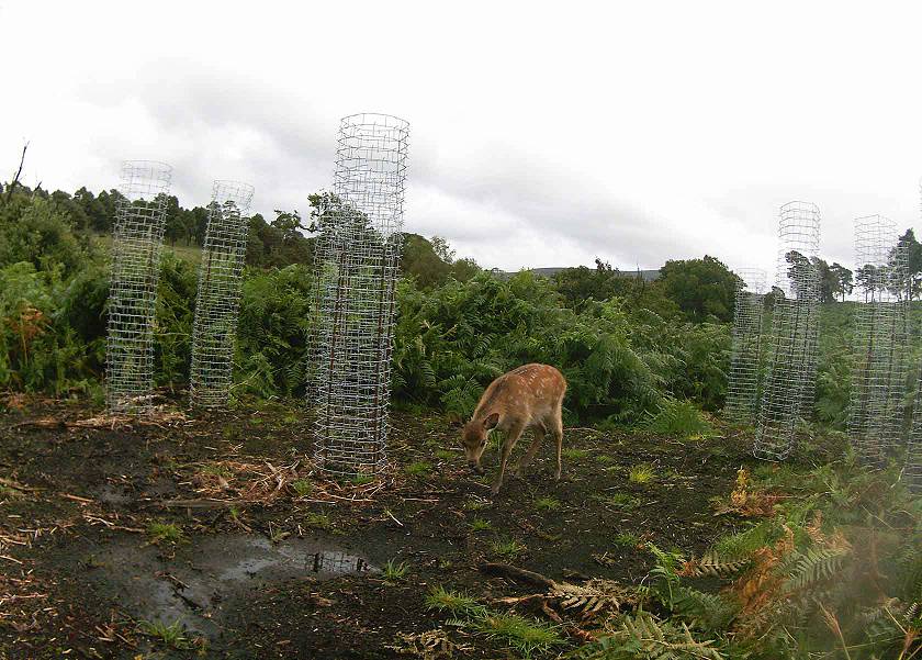Wicklow Mountains National Park