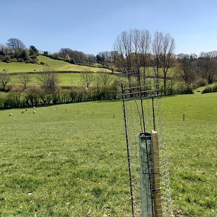 Elm planting, Devon
