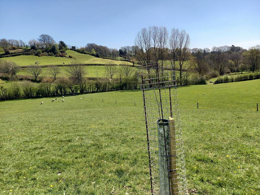 Elm planting, Devon