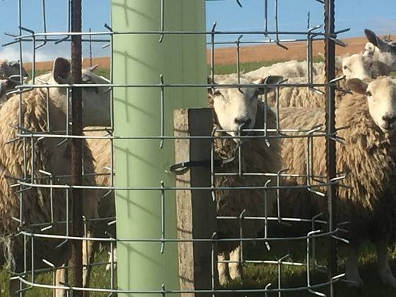 Innovative spike design imitates a sturdy “cactus”