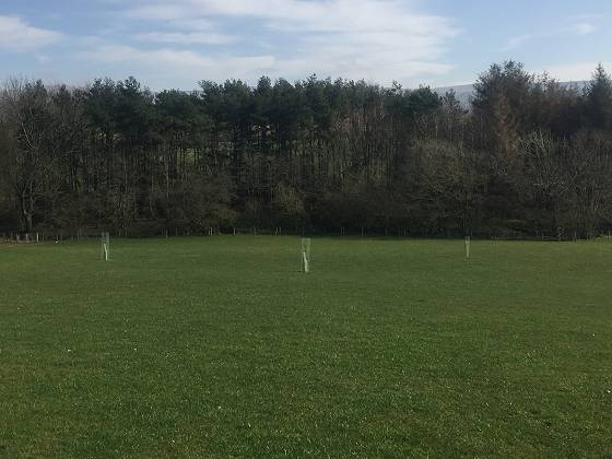 Best tree guard for use amongst grazing animals