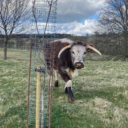 2,000 Cactus Tree Guards on Lowther Estate